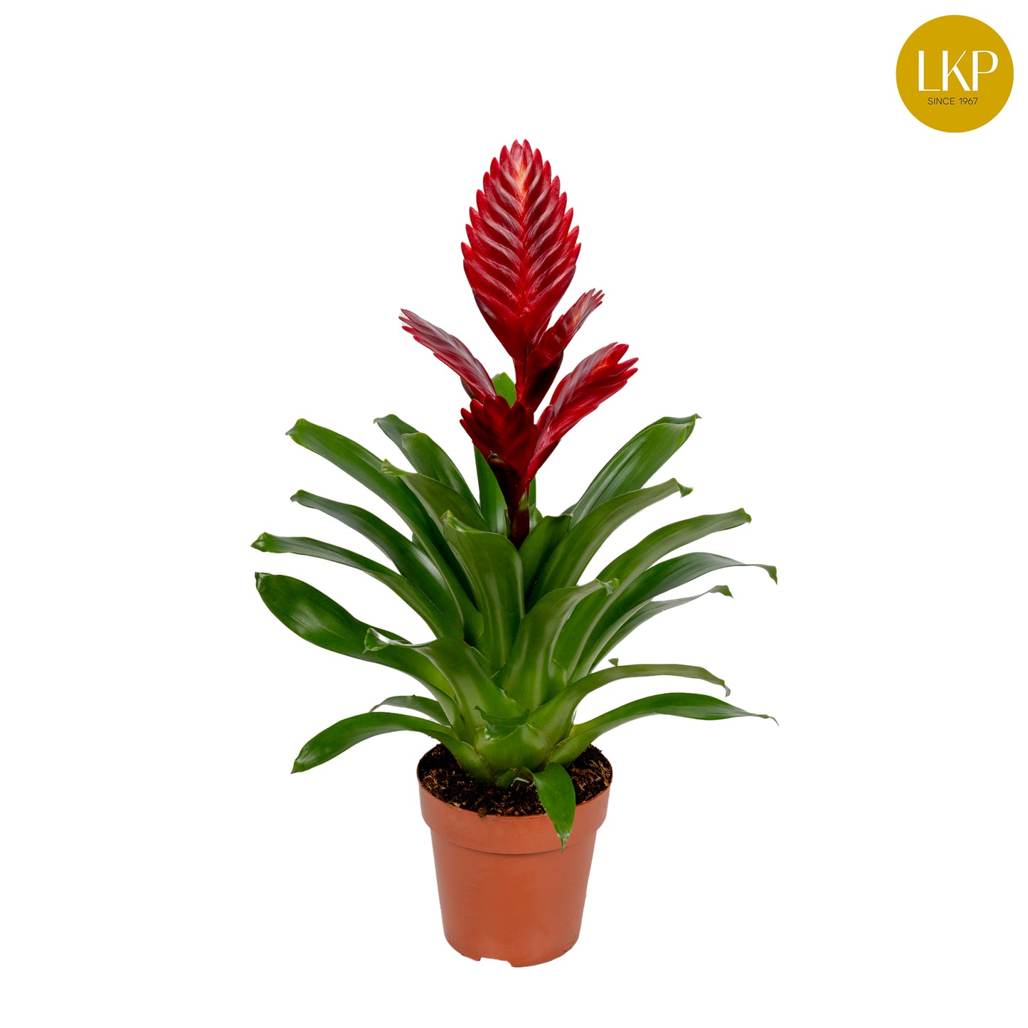 Vriesea Porto 45cm 12cm Pot
