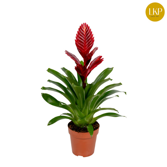 Vriesea Porto 45cm 12cm Pot