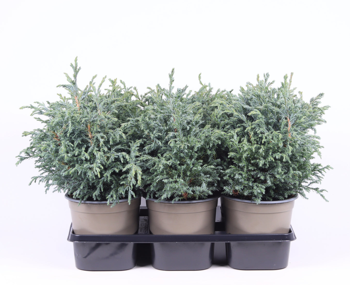 Chamaecyparis Baby Blue 30cm 15cm Pot