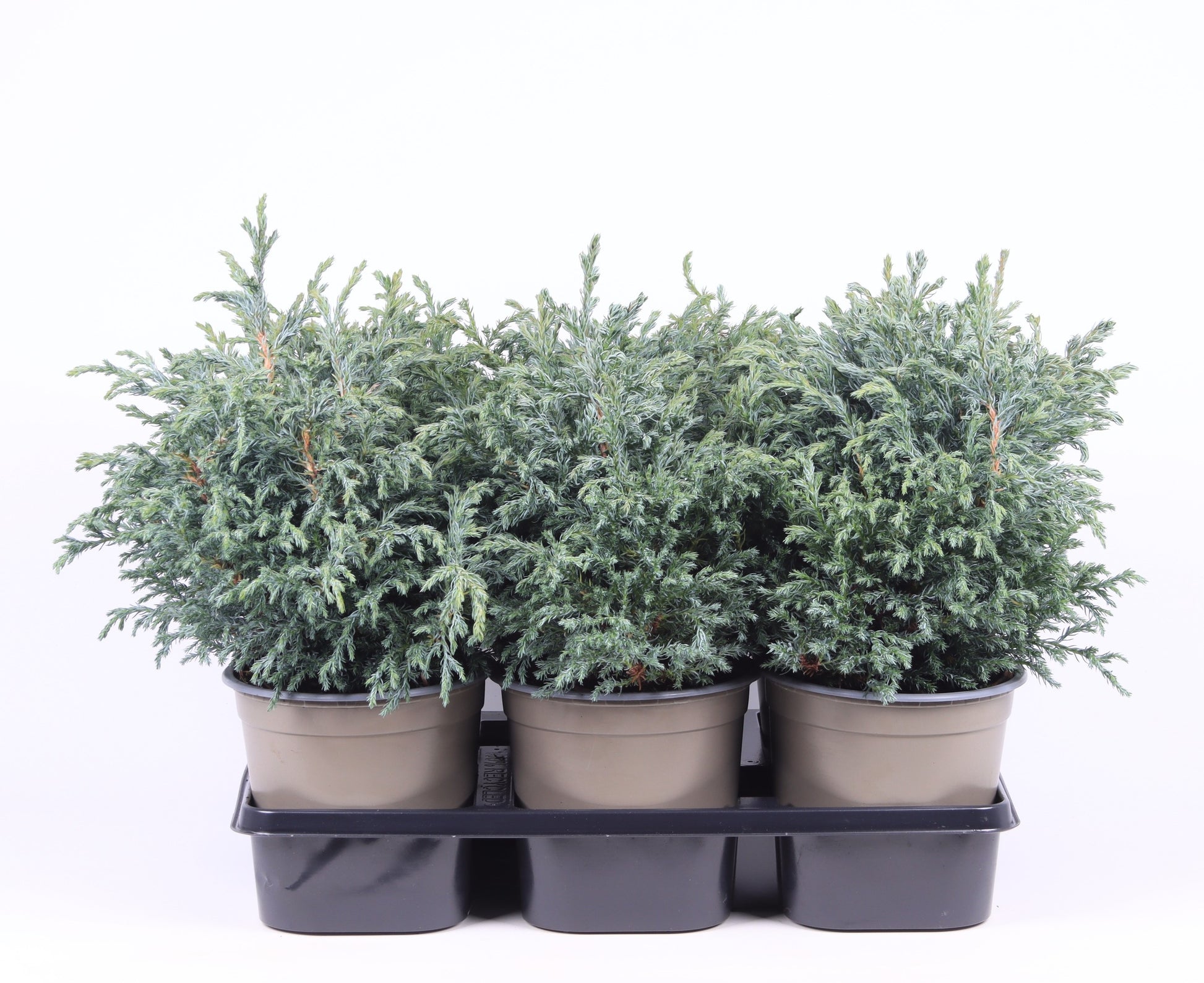 Chamaecyparis Baby Blue 30cm 15cm Pot