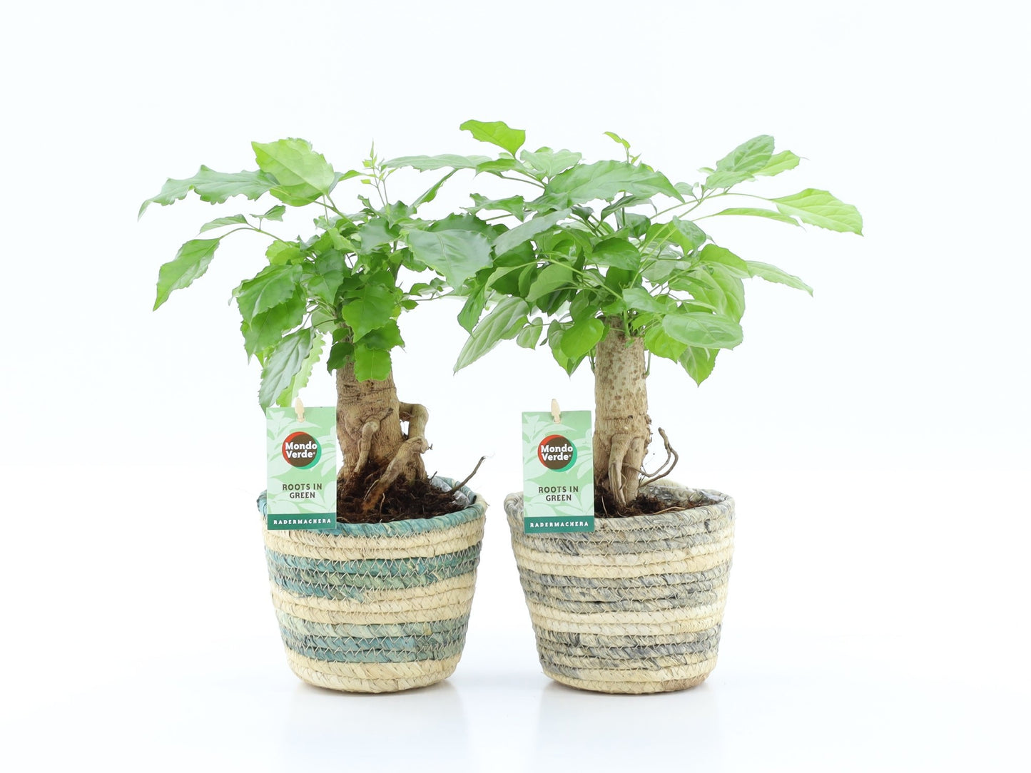 Radermachera sinica 30cm 14cm Pot