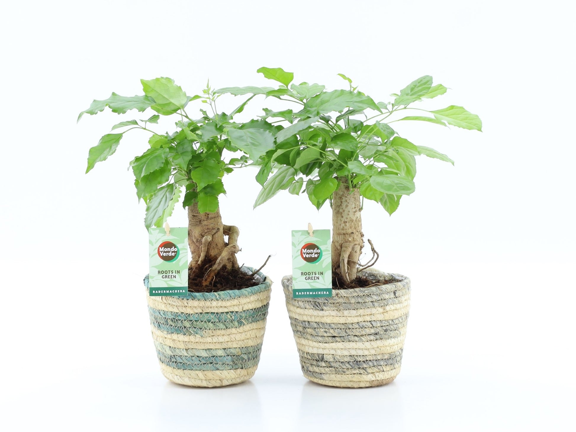 Radermachera sinica 30cm 14cm Pot