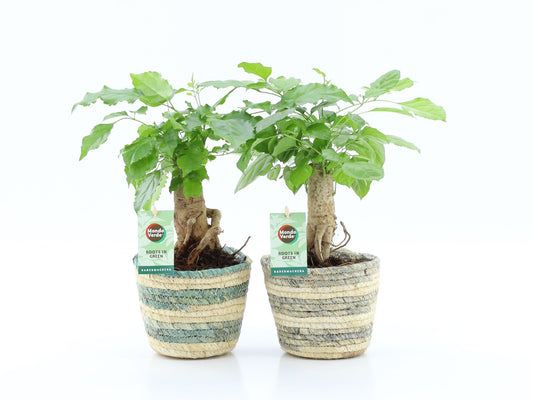 Radermachera sinica 30cm 14cm Pot
