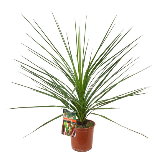 Cordyline indivisa Peko 120cm 21cm Pot