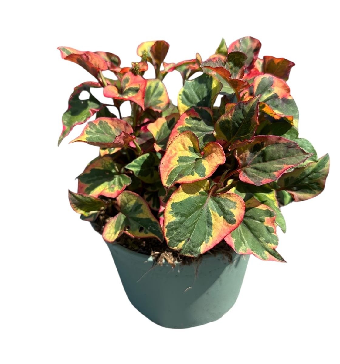 Woudenberg, VOF Gebr. van Houttuynia cordata Chameleon Pack of 1