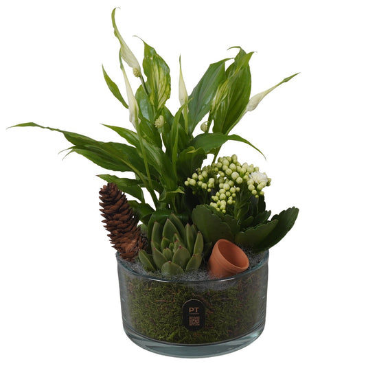 Indoor arrangement 27cm 14cm Pot