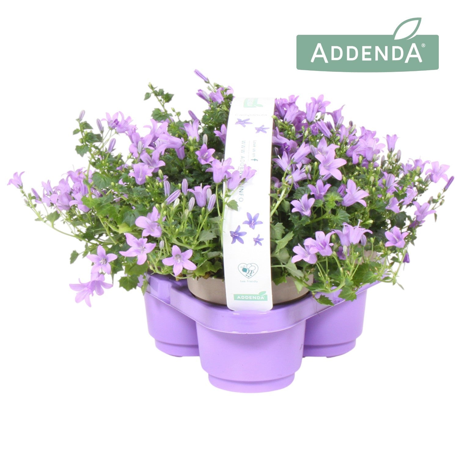 Campanula Ambella lavender 21cm 31cm Pot