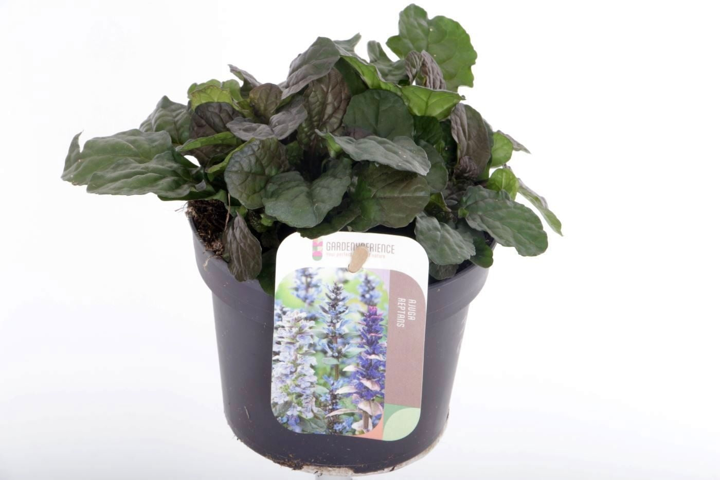 Ajuga rep. Braunherz 15cm 13cm Pot