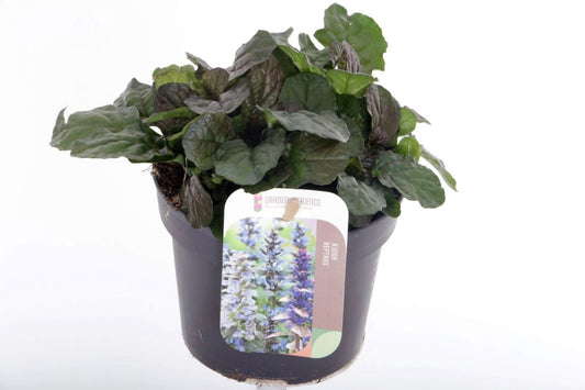Ajuga rep. Braunherz 15cm 13cm Pot