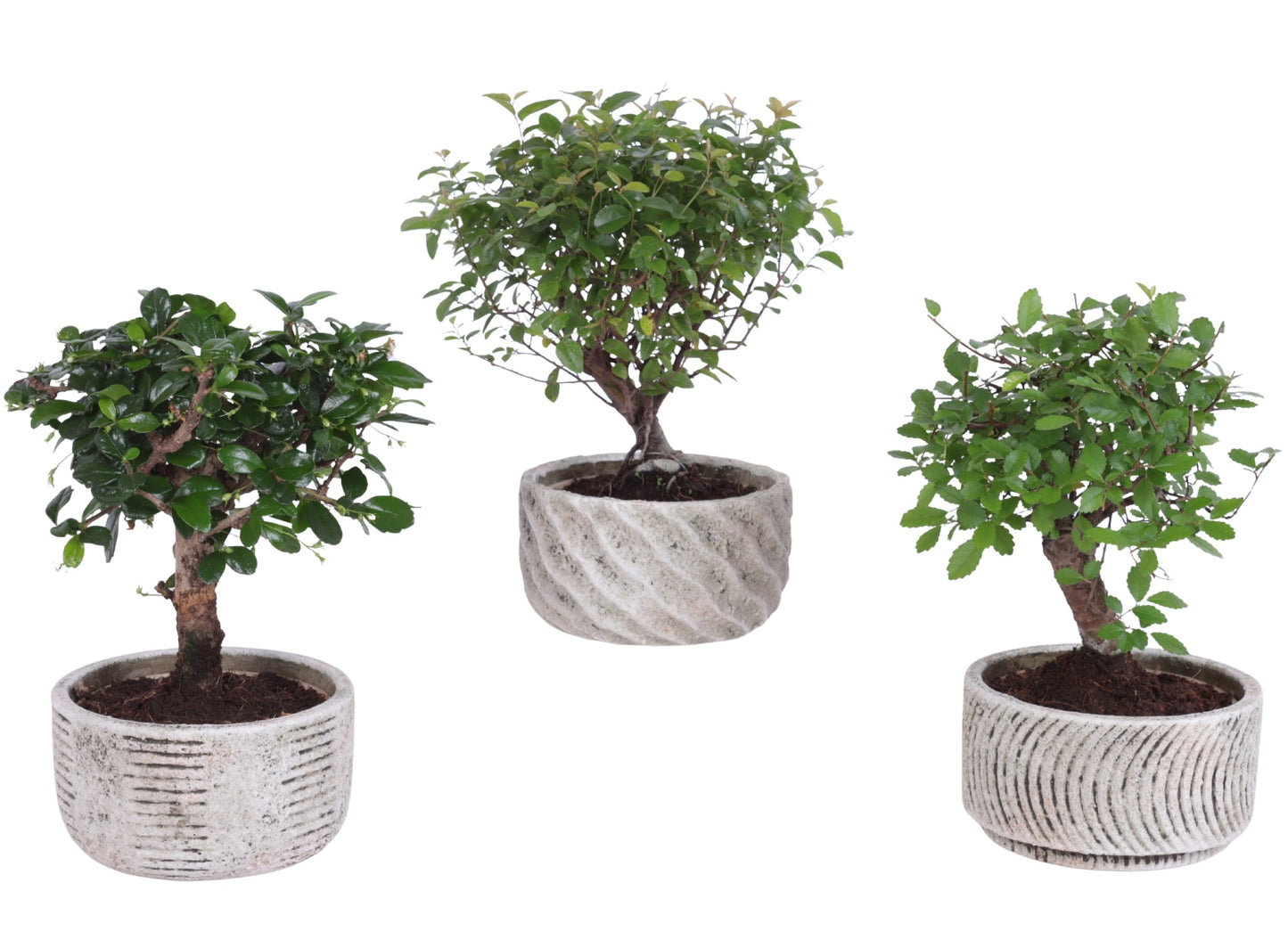 Bonsai mix 25cm 13cm Pot