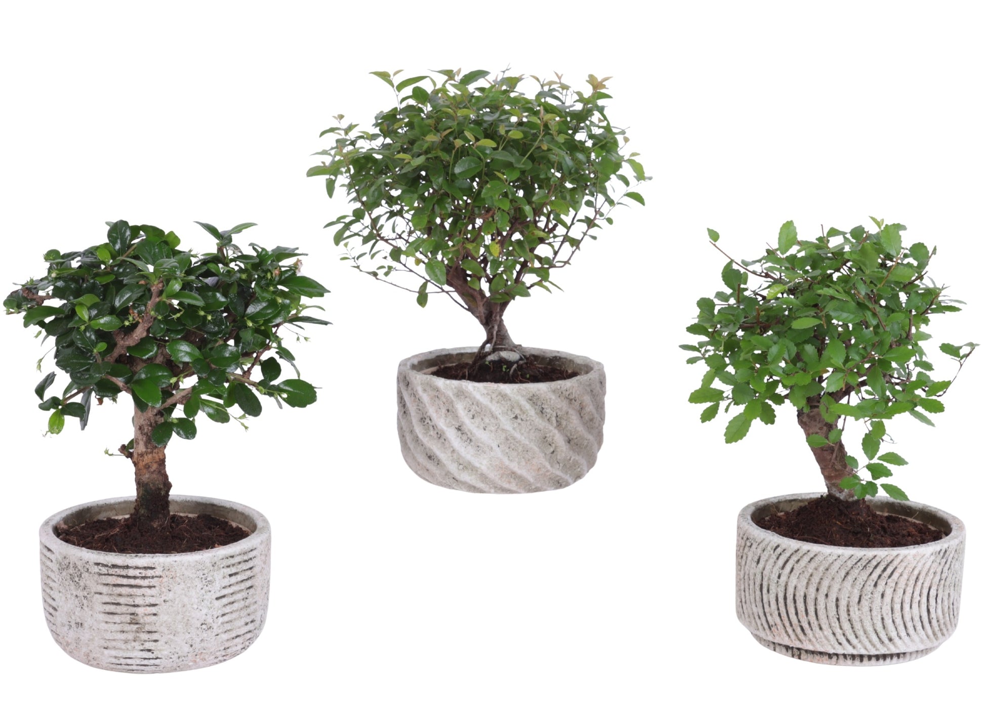 Bonsai mix 25cm 13cm Pot