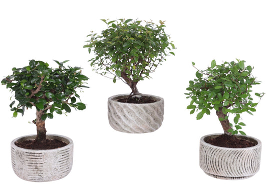 Bonsai mix 25cm 13cm Pot