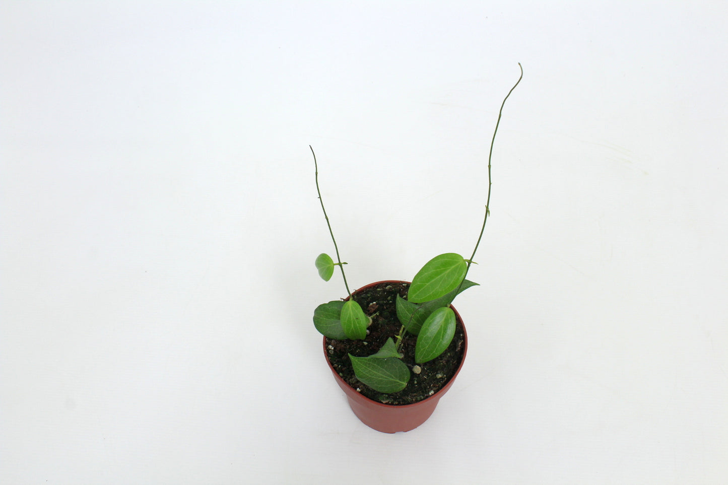 Hoya australis 15cm 12cm Pot