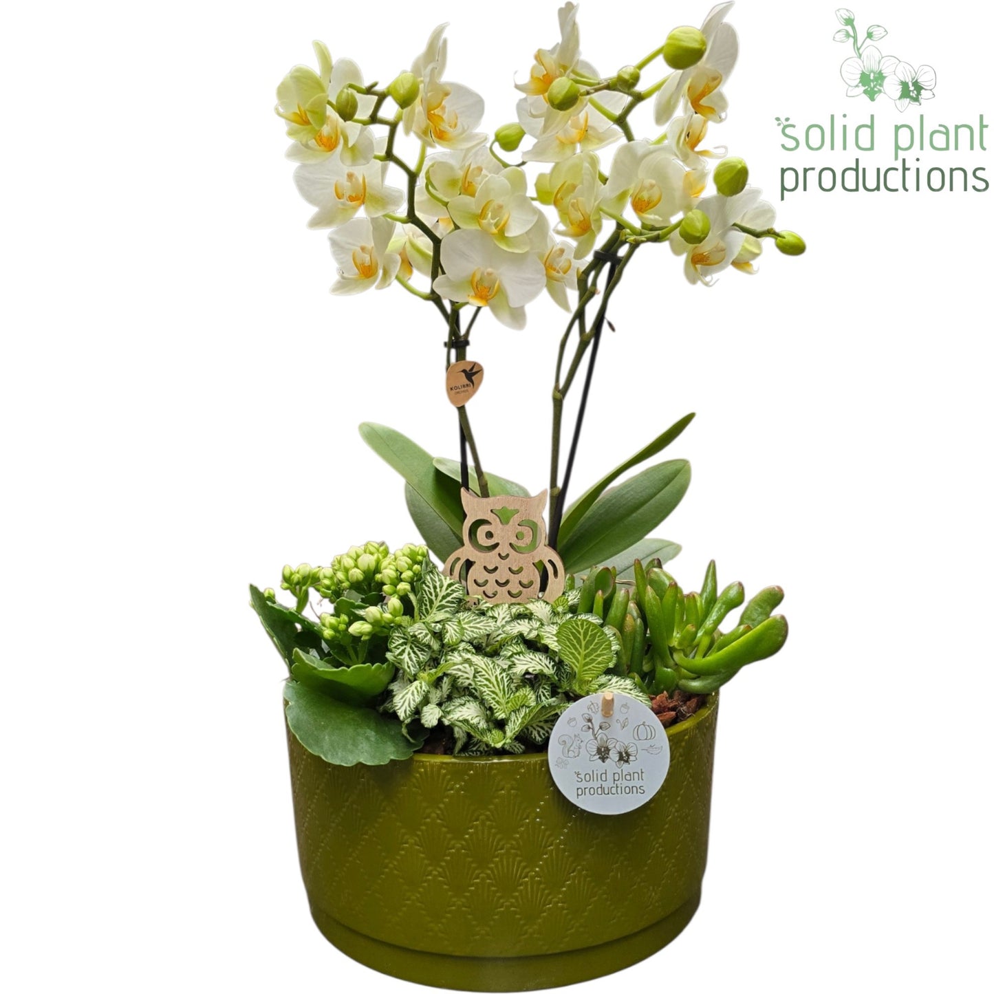 Solid Plant Productions PH004 Stella Green White Pack of 2