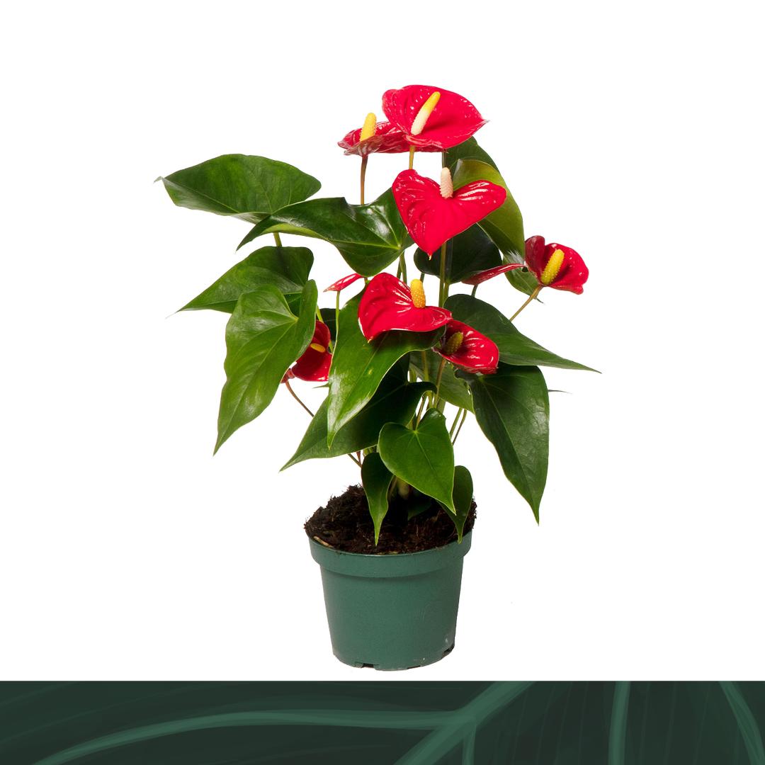 Amazoneplants BV Anthurium Aristo Pack of 10