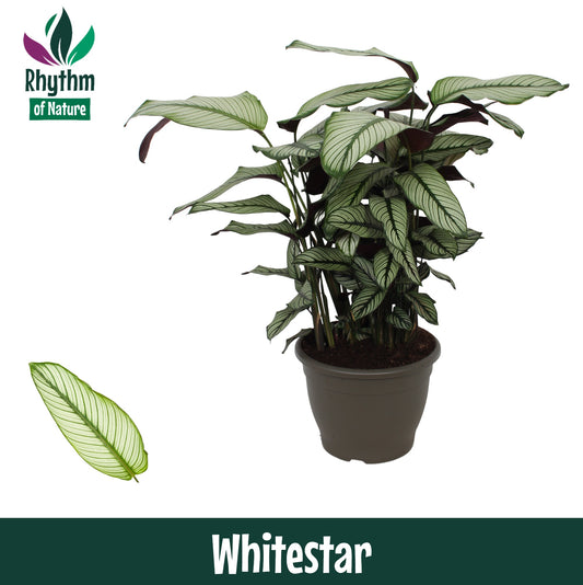 Calathea Whitestar 85cm 32cm Pot