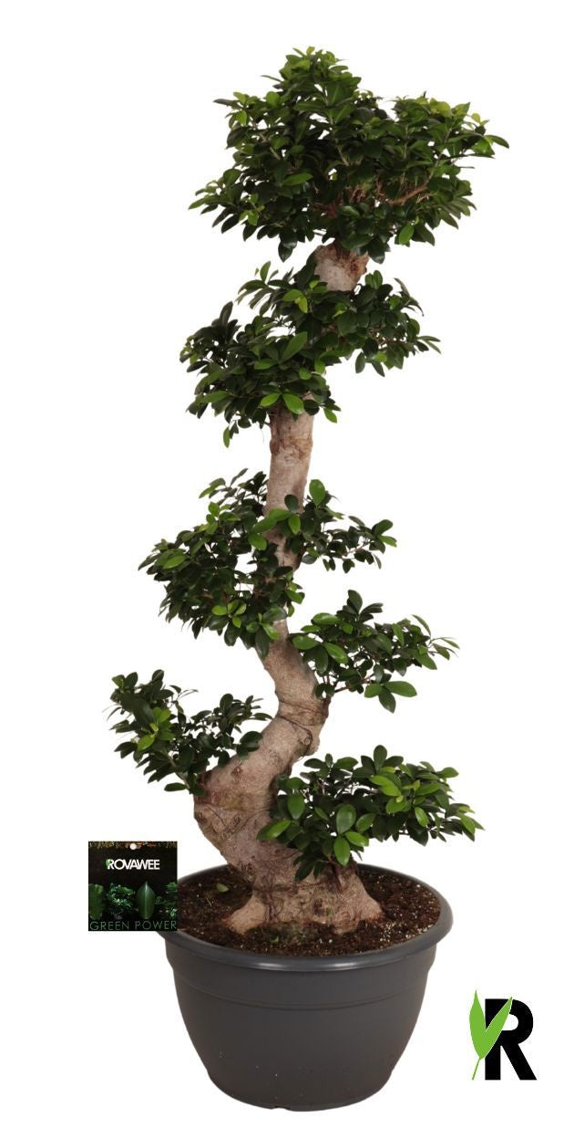Ficus Ginseng 160cm 45cm Pot