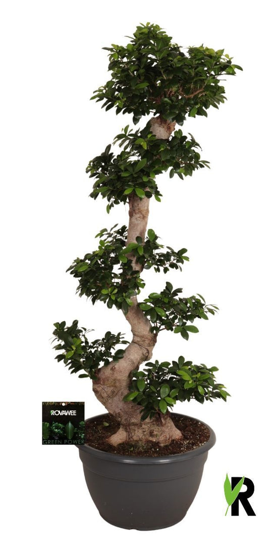 Ficus Ginseng 160cm 45cm Pot