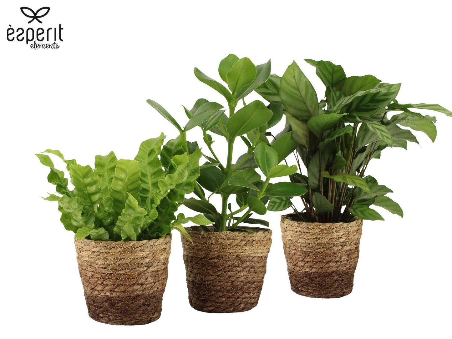 Foliage houseplants mix 35cm 12cm Pot