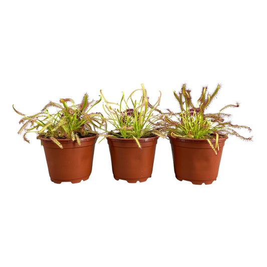 Drosera mix 13cm 8.5cm Pot