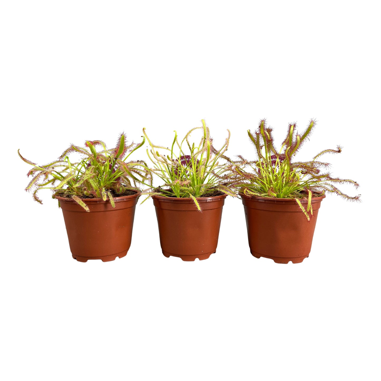 Drosera mix 13cm 8.5cm Pot
