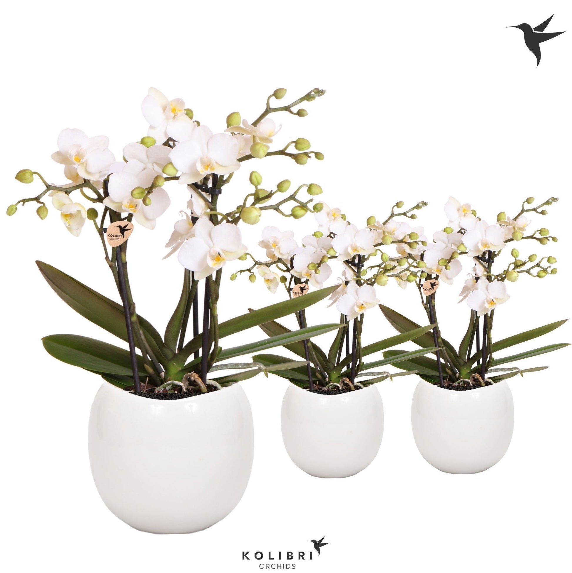 OK Plant Phalaenopsis Zurich Pack of 6