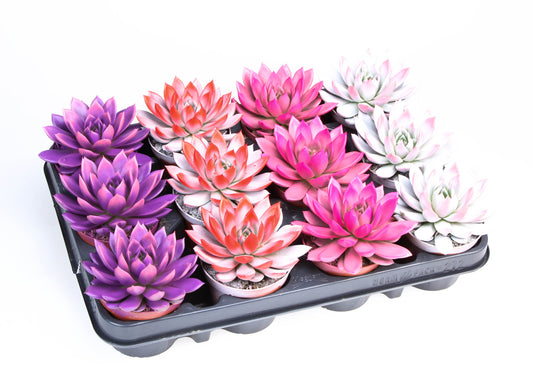 2 Colors love mix 10cm 8.5cm Pot