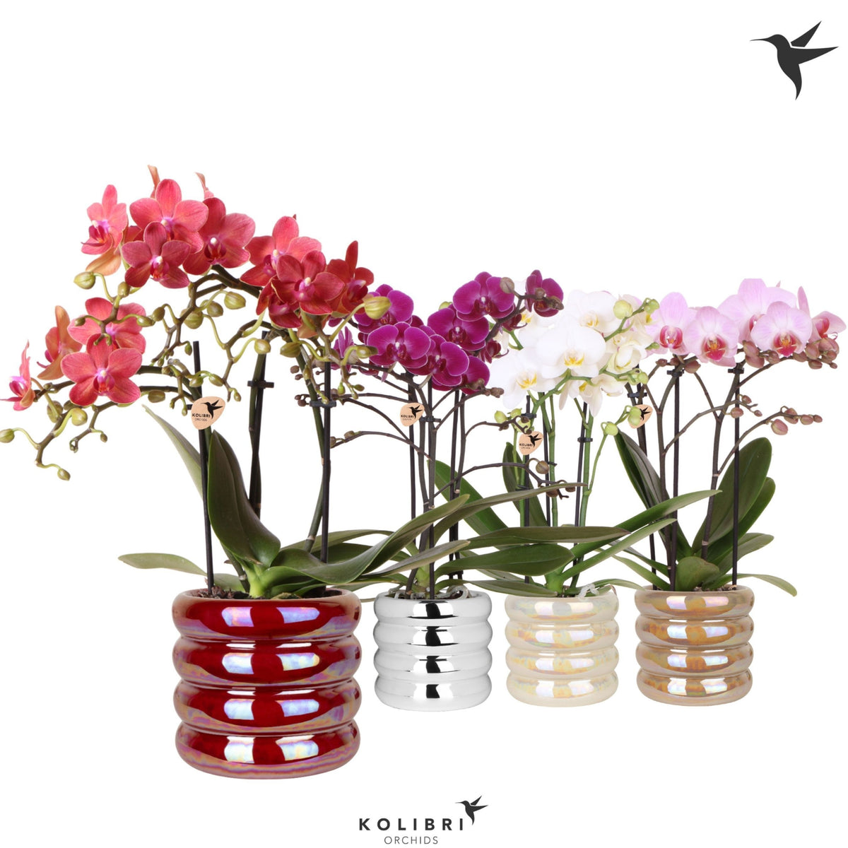 Phalaenopsis mix 40cm 9cm Pot