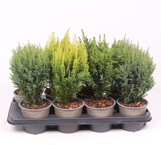 Chamaecyparis 35cm 13cm Pot