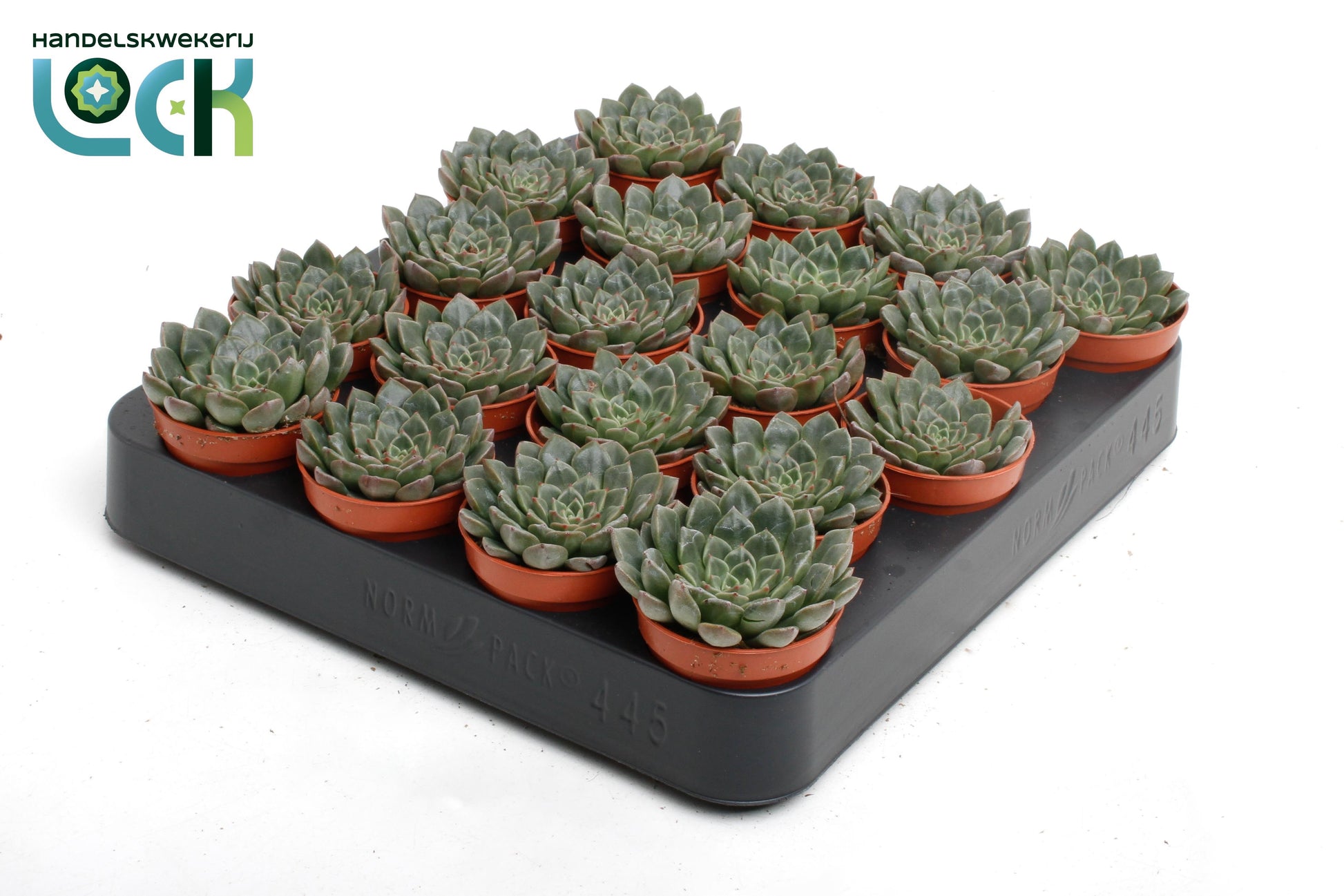 Lock, Handelskwekerij Echeveria Hybrid Pack of 20
