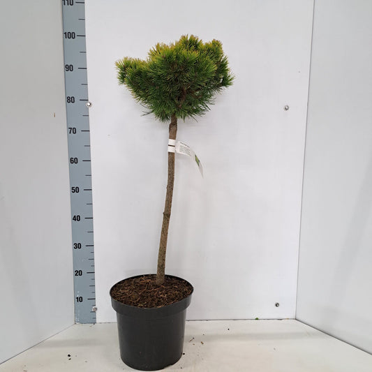 Pinus mugo Ophir 50cm 26cm Pot