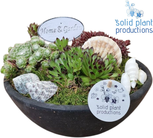 SMP004 Ebbi Mini Sempervivum 19cm 22cm Pot