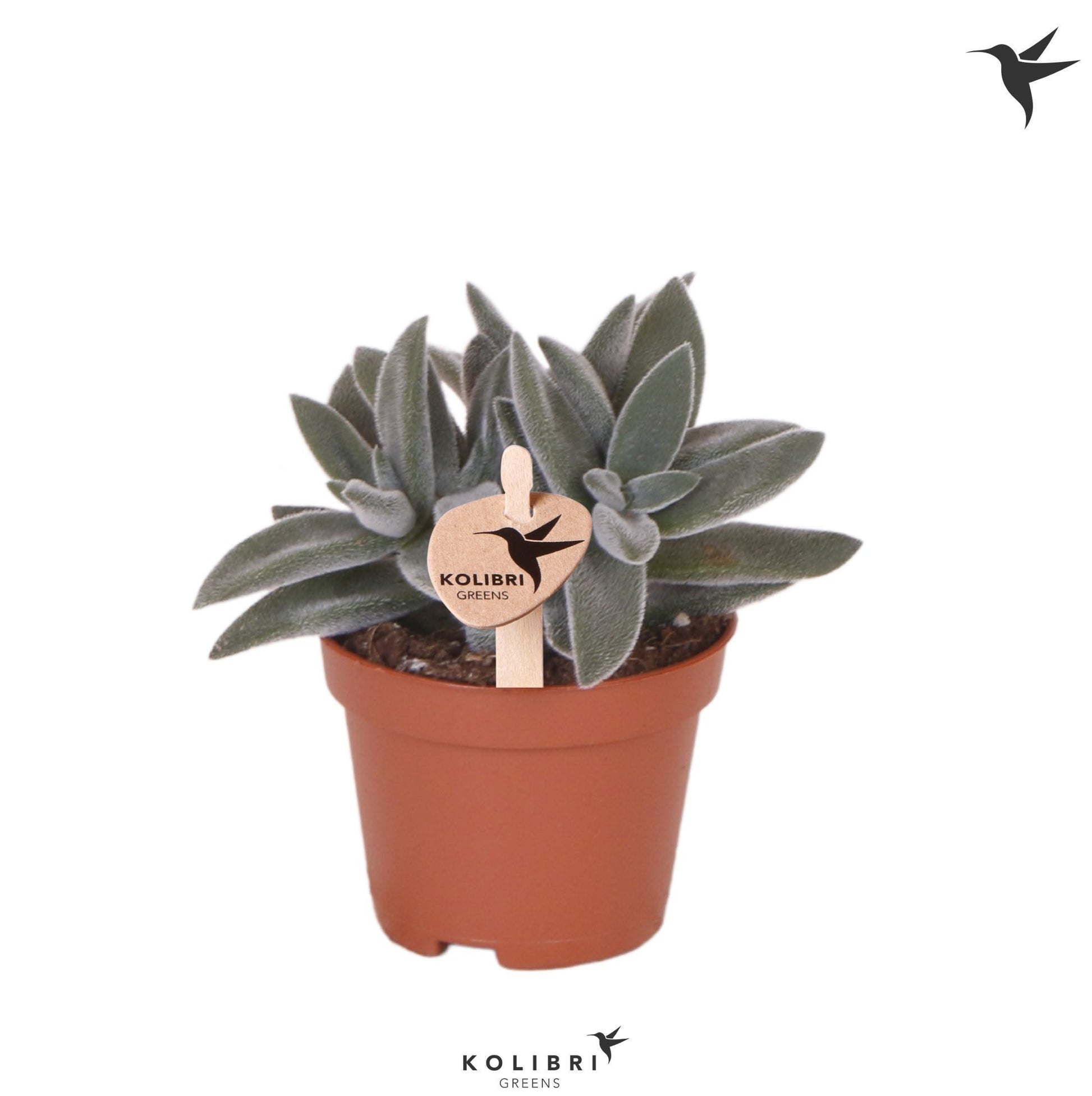 Crassula Tarantula 10cm 6cm Pot
