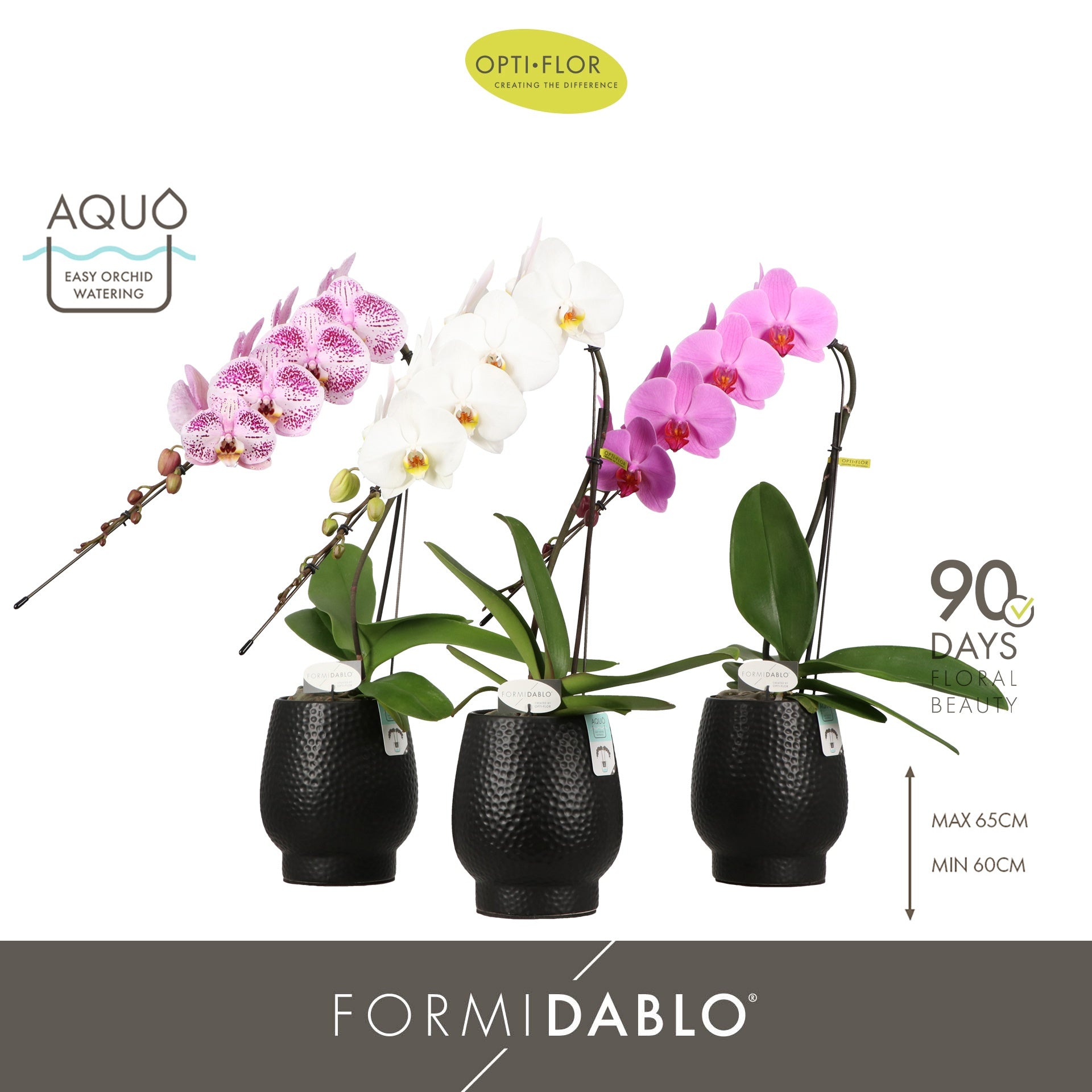 Phalaenopsis Formidablo in Lazio ceramic 70cm 12cm Pot