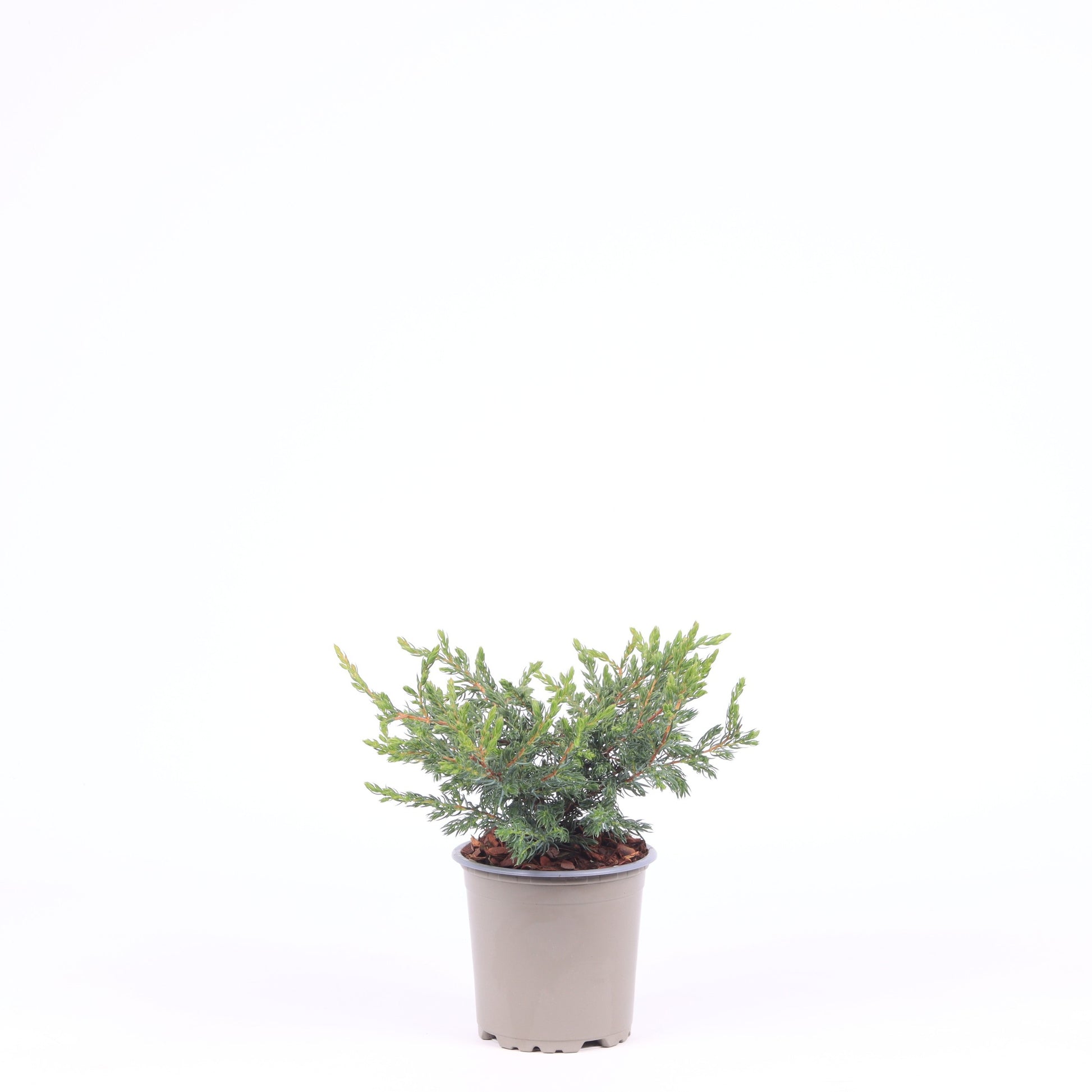 Juniperus Repanda 20cm 11cm Pot