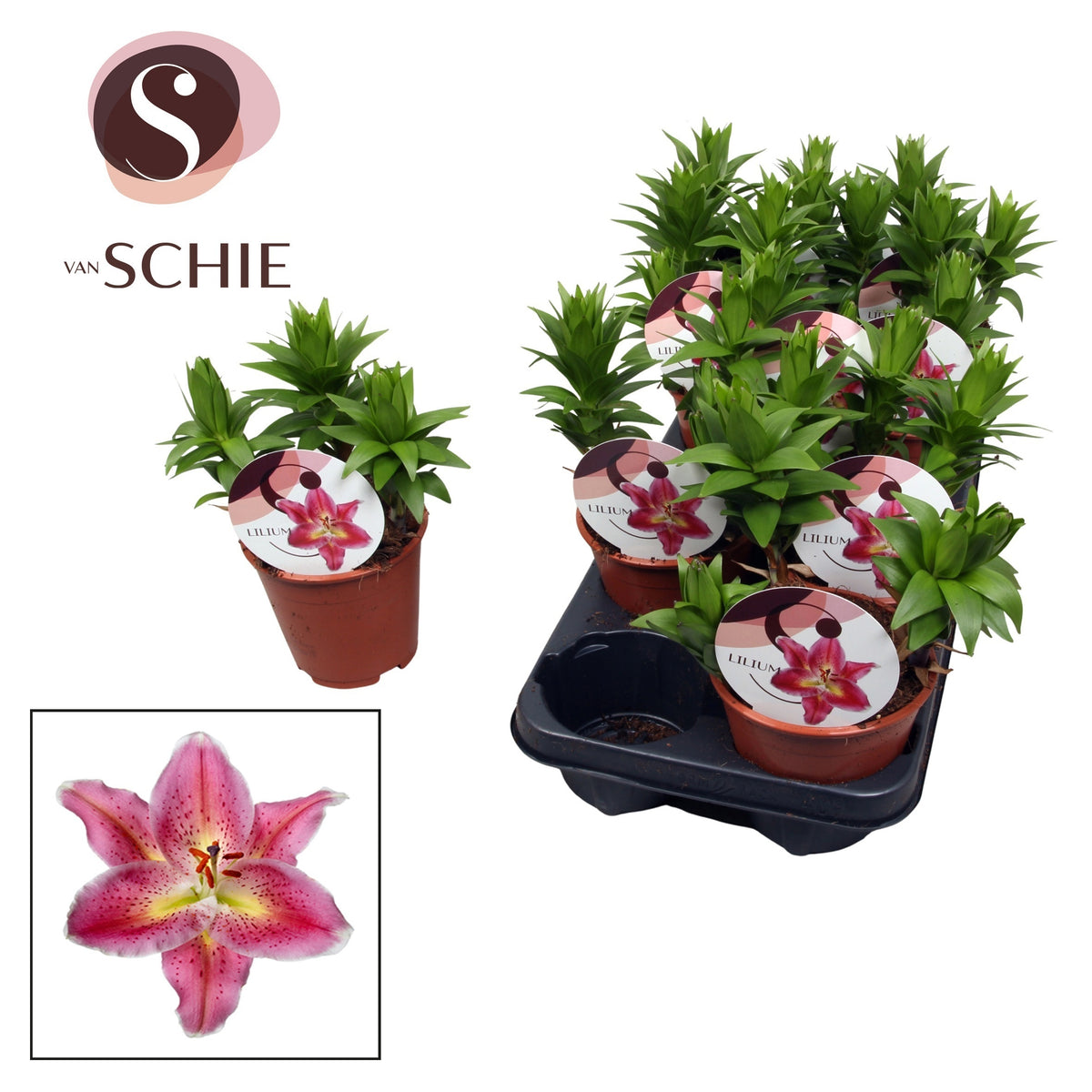 Lilium garden mix 20cm 13cm Pot
