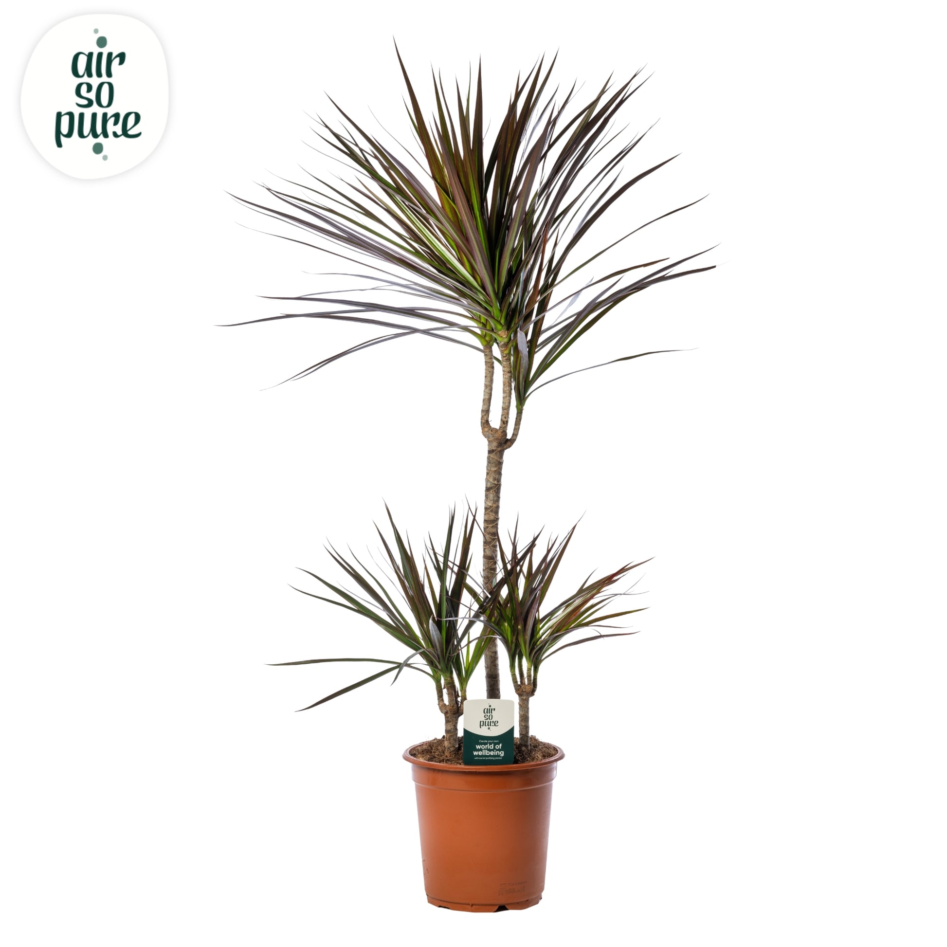 Dracaena Magenta 90cm 21cm Pot