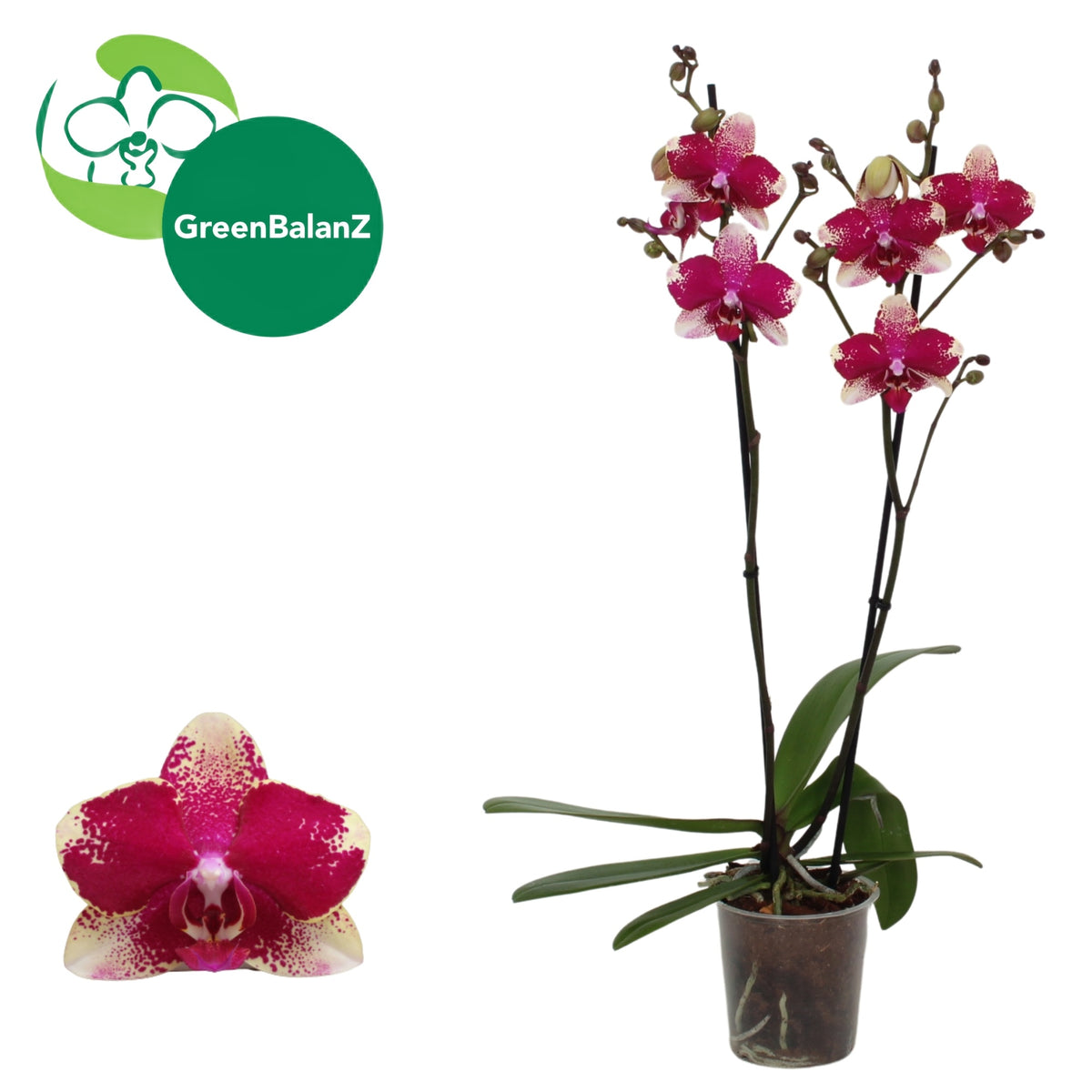 Phalaenopsis Rombley 55cm 12cm Pot