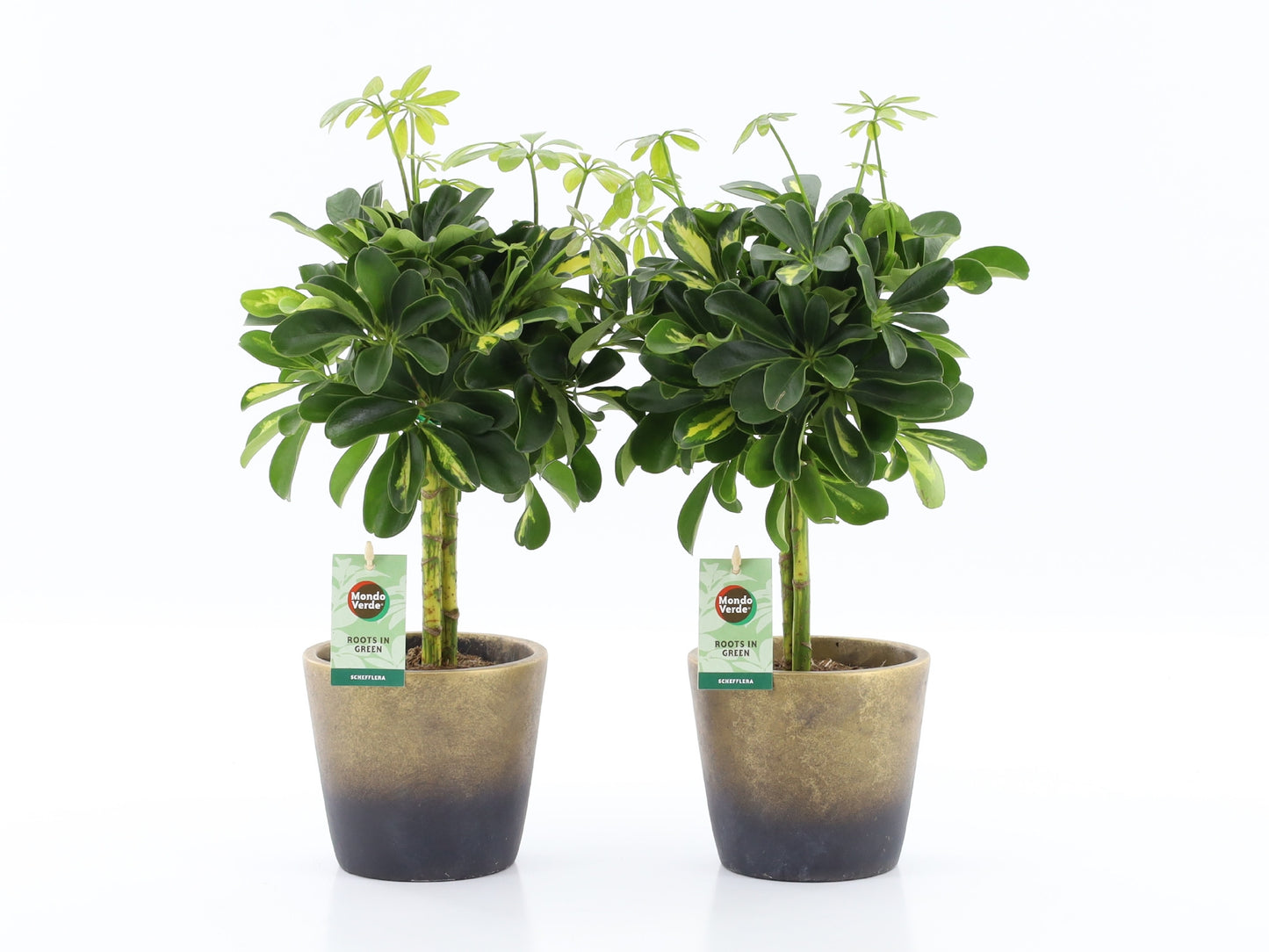 Schefflera Gold Capella 40cm 13cm Pot