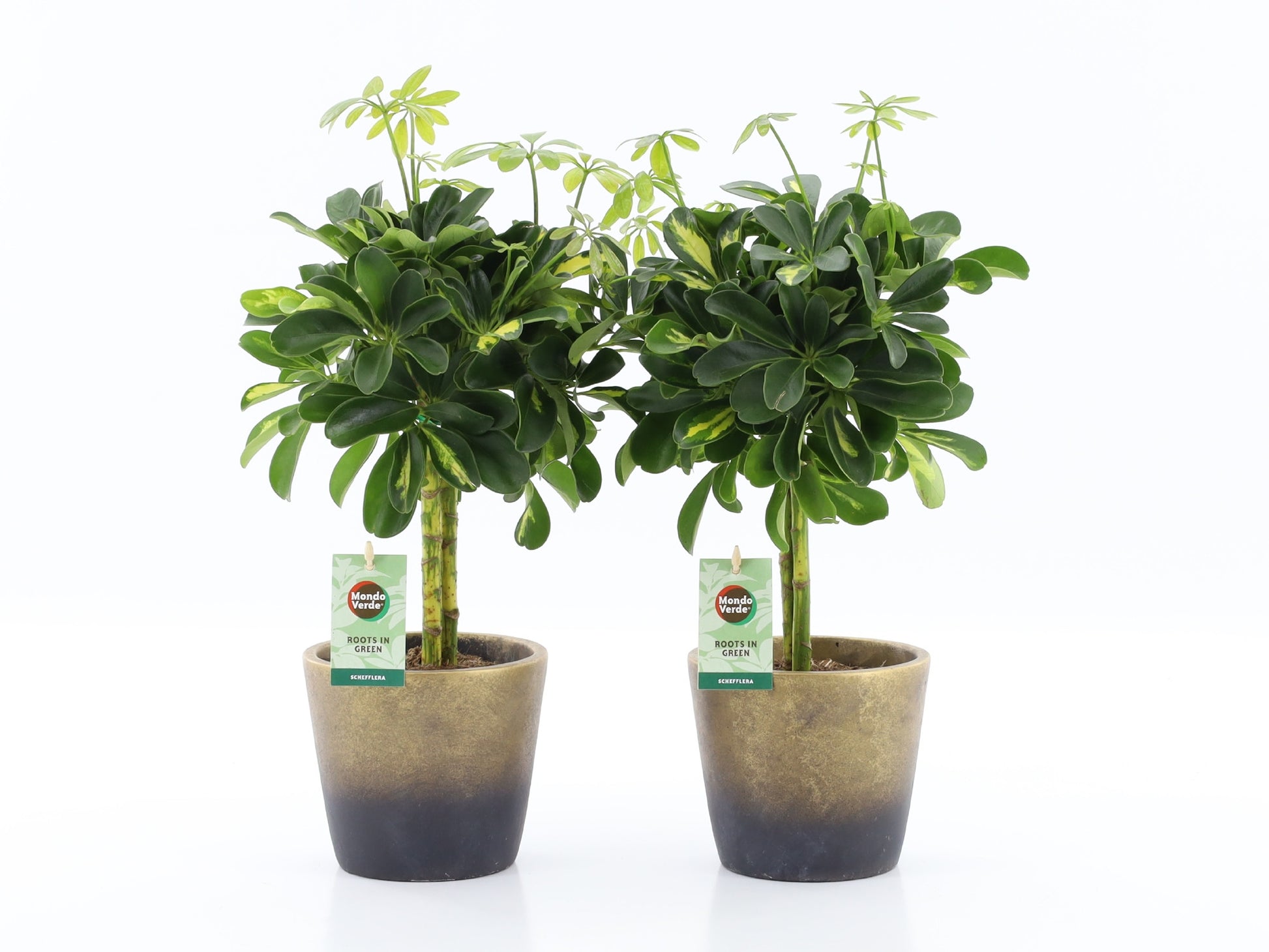 Schefflera Gold Capella 40cm 13cm Pot