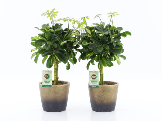 Schefflera Gold Capella 40cm 13cm Pot
