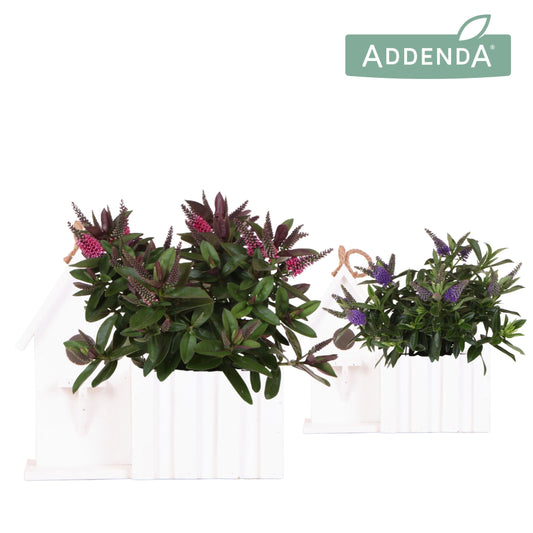 Hebe Hebedonna Alexa 30cm 12cm Pot