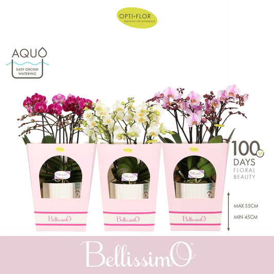 Phalaenopsis Bellissimo mix 50cm 15cm Pot