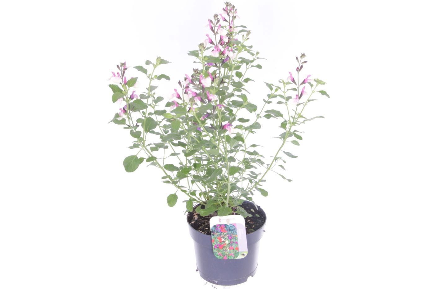 Salvia microphylla 55cm 17cm Pot