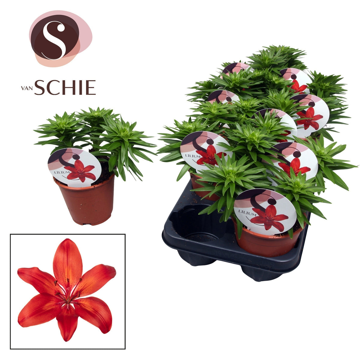 Lilium garden mix 20cm 13cm Pot