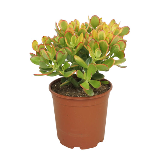 Crassula Sunset 45cm 21cm Pot