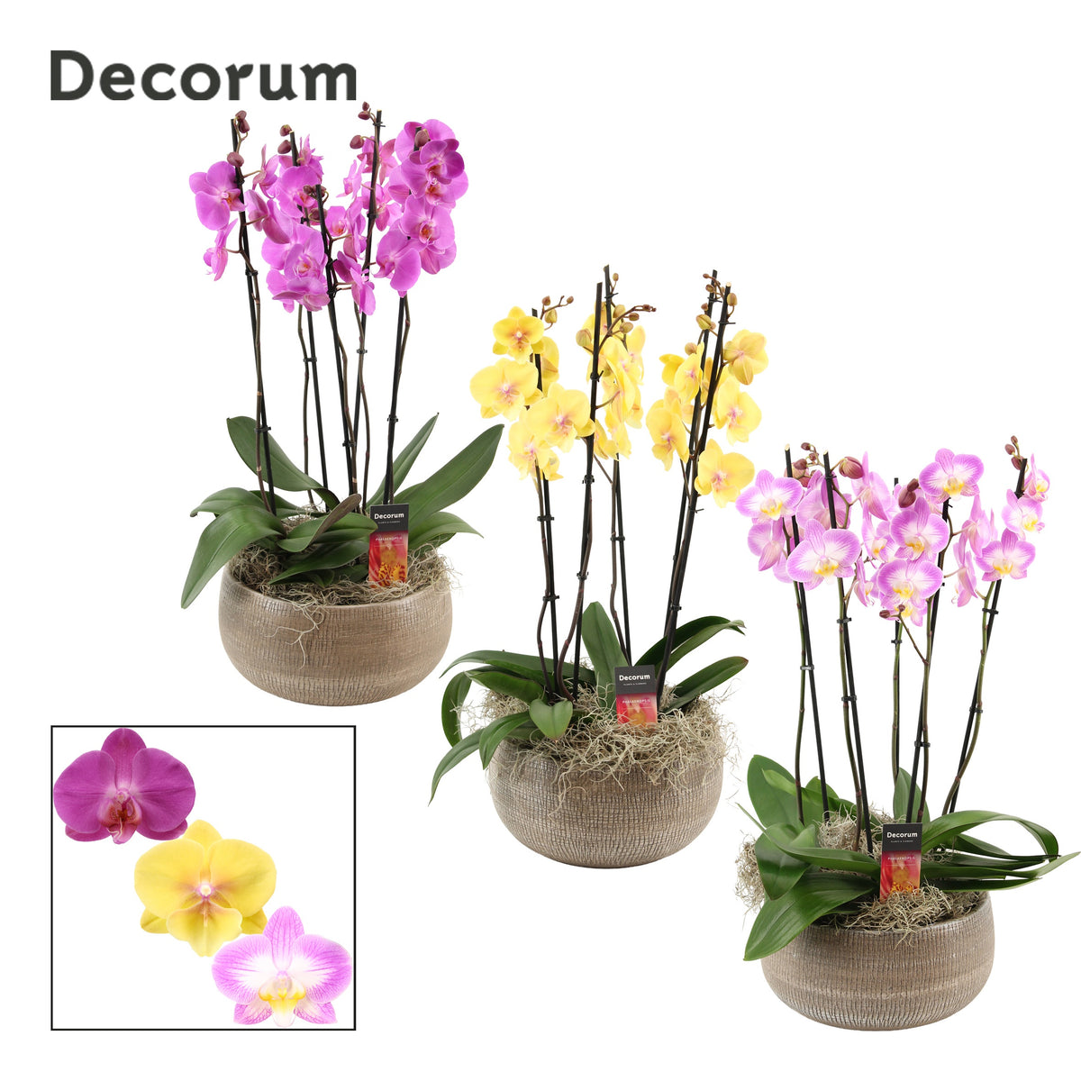 Phalaenopsis mix 65cm 27cm Pot