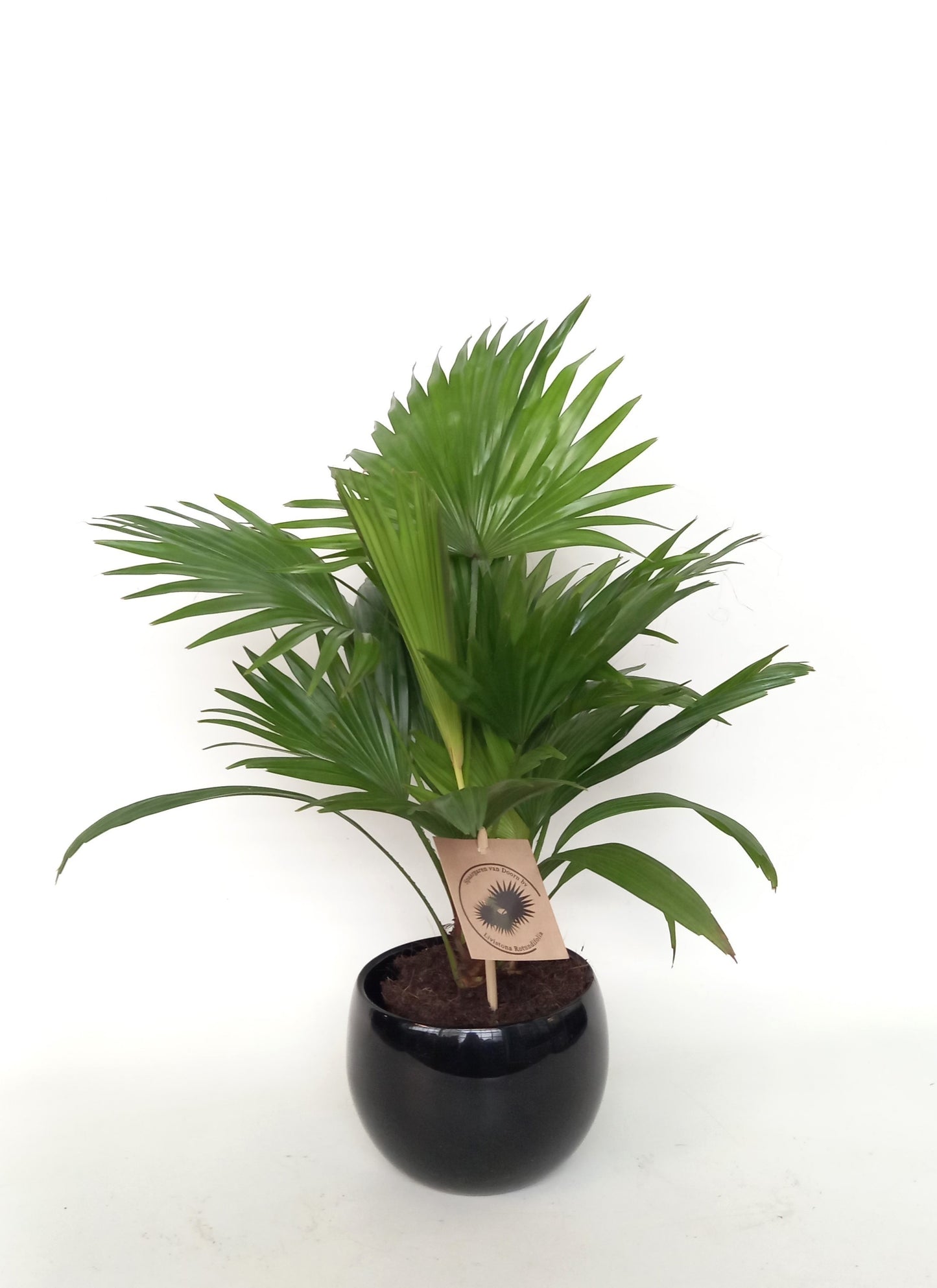 Livistona rotundifolia 38cm 12cm Pot