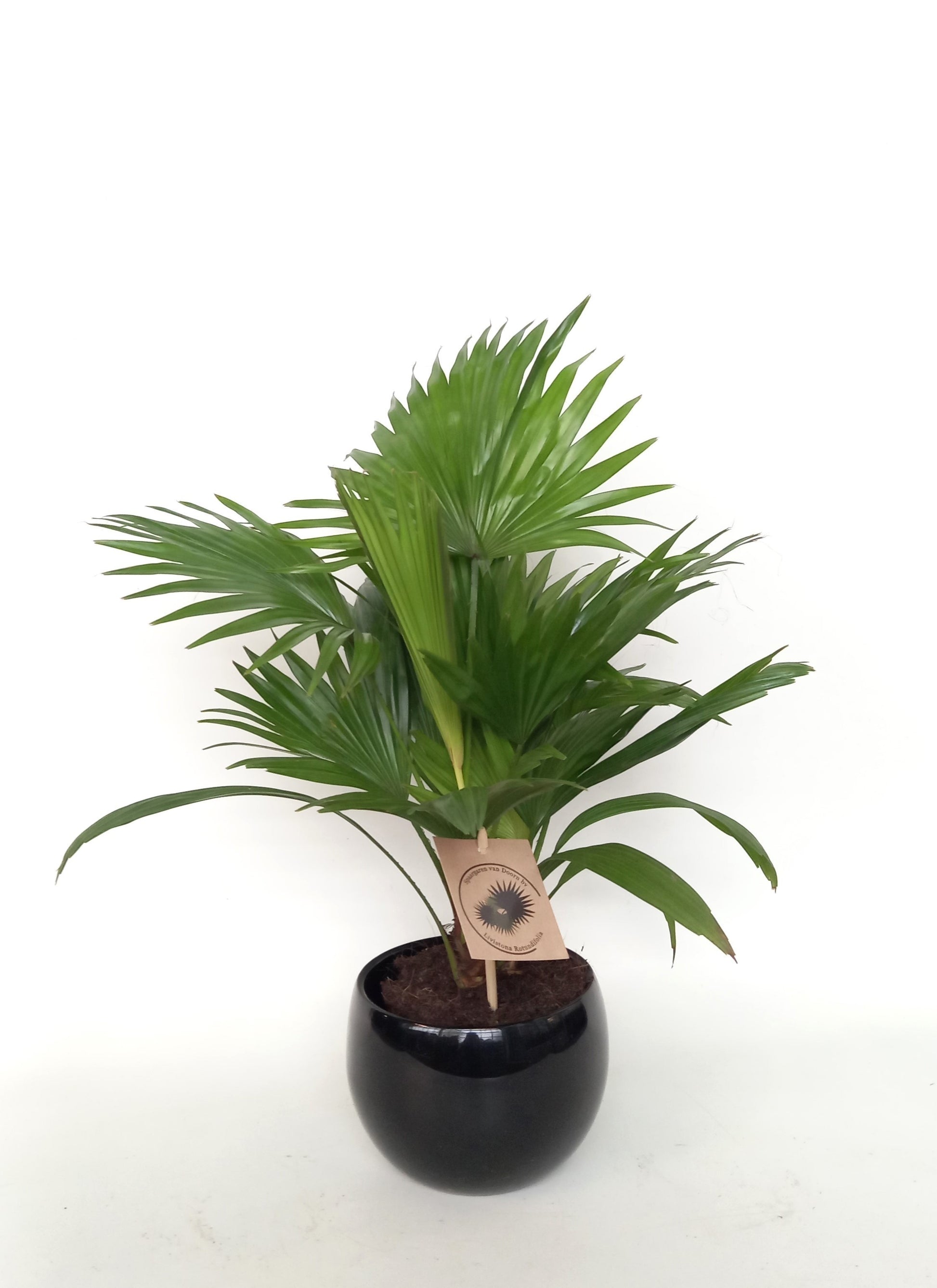 Livistona rotundifolia 38cm 12cm Pot