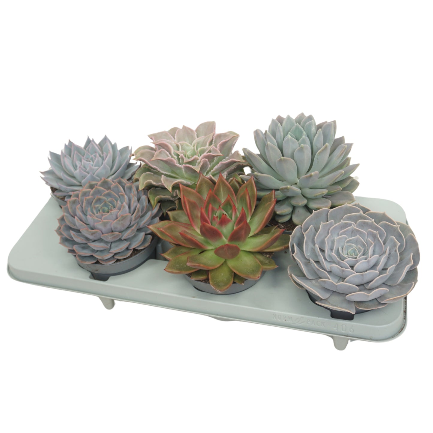 Echeveria mix 15cm 13cm Pot